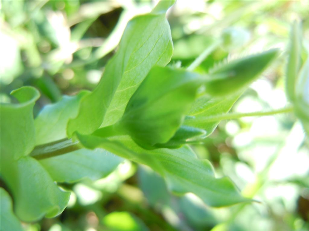 Fiori da Capodimonte - Stellaria neglecta